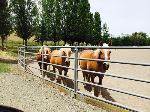 Back to the Future–The Amazing World of Long Meadow Ranch