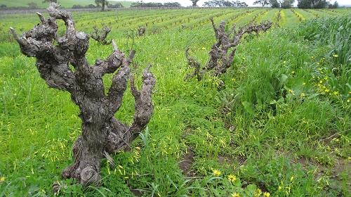 Where Were the Very First Grapevines?