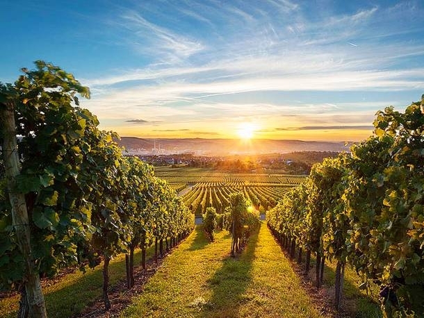 Erogenous Zones, Monks, and the Mystery of Wine