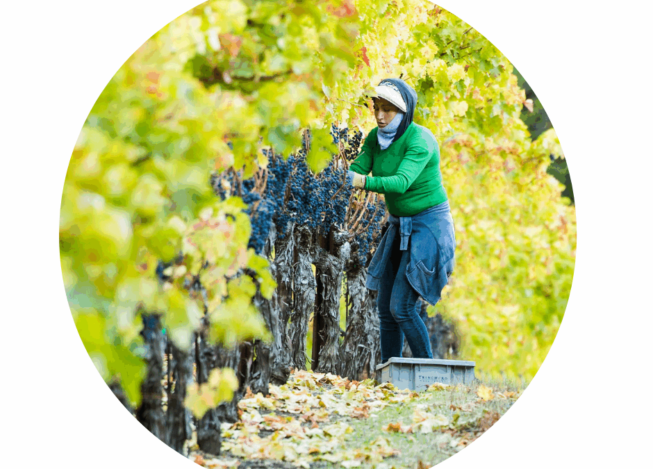 How Latina Women Are Saving California Wine