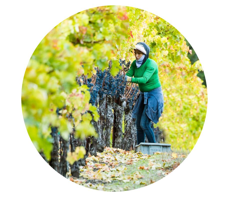 Latina Vineyard Workers