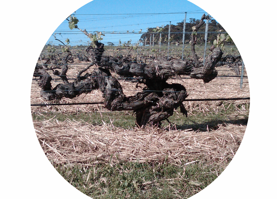 DO OLD VINES MATTER?