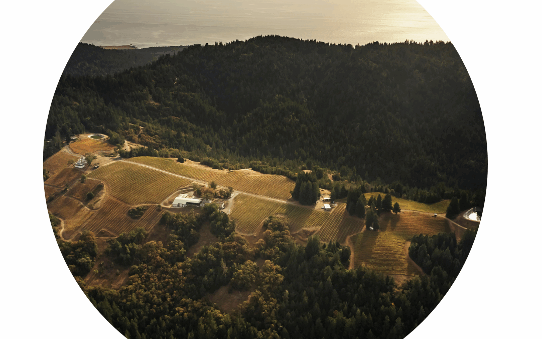 California Chardonnay—Walking the Talk?