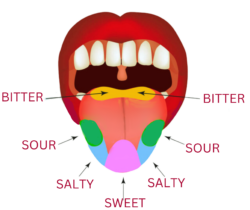 Why the Tongue Map is Totally Wrong