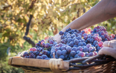 THE SEX LIFE OF WINE GRAPES