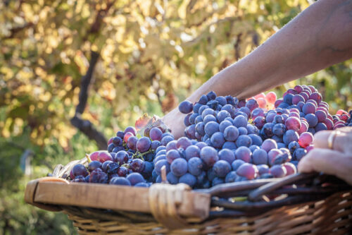 wine grapes in basket